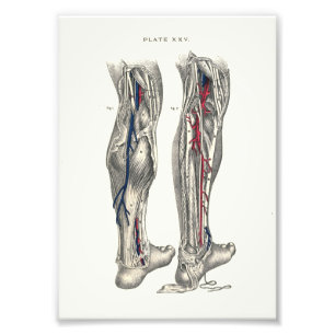 1895 Human Anatomy Print Leg