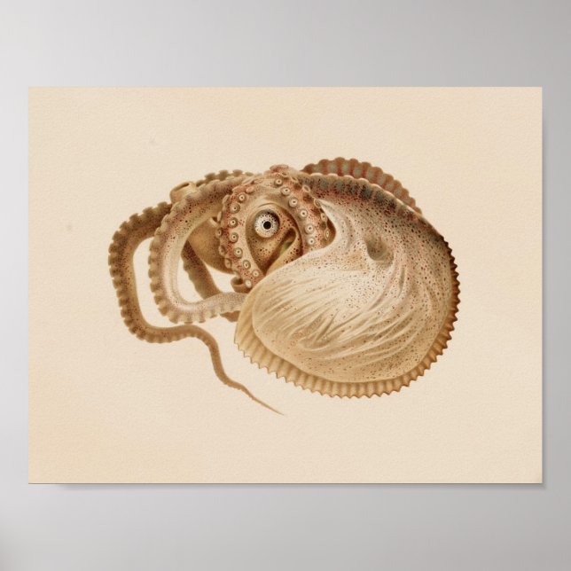 1896 Vintage Colour Octopus Art Print (Front)