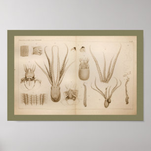 1896 Vintage Octopus Anatomy Art Print