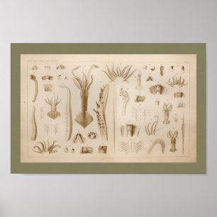 1896 Vintage Squid Anatomy Art Print