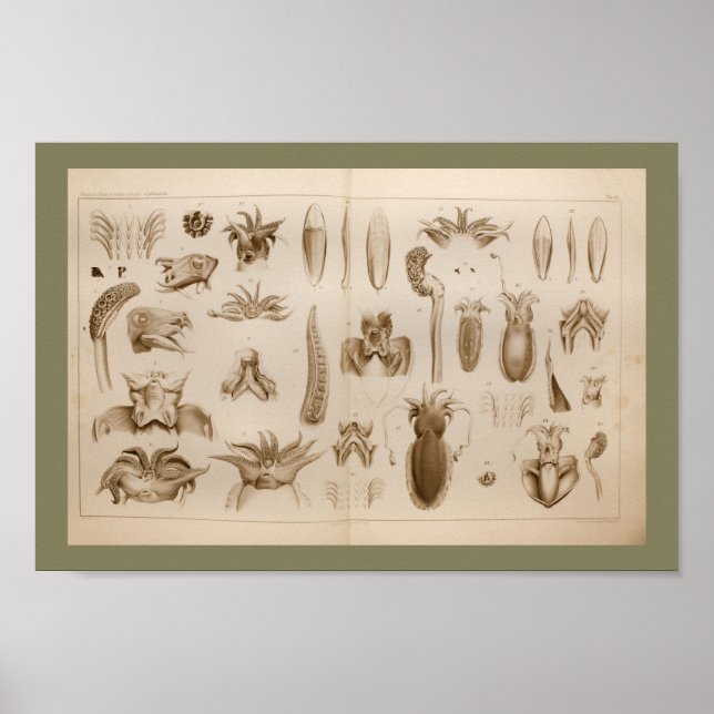 1896 Vintage Squid Octopus Anatomy Art Print (Front)