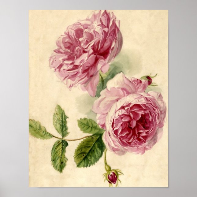 18th Century Pink Rose Study Poster (Front)