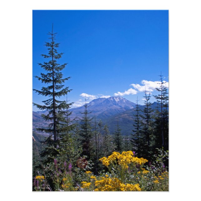 18X24 Mount St Helens Photo Print (Front)
