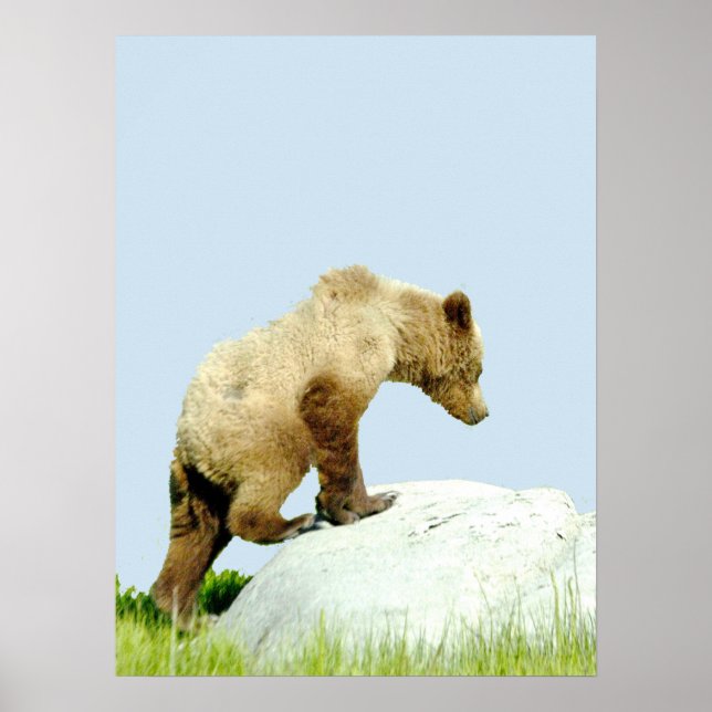 18x24 Poster Paper (Matte) of grizzly bear cub (Front)