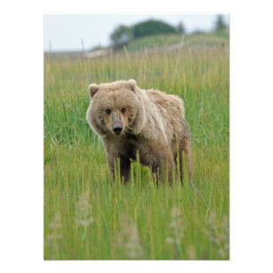 18x24 Satin photo of grizzly bear Print
