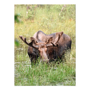 18x24 Satin photo of moose