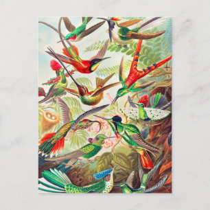 1904 hummingbirds print postcard