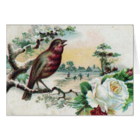 1908 Bird Postcard