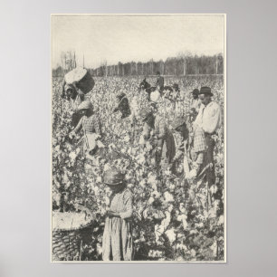 1916 Picking Cotton Poster