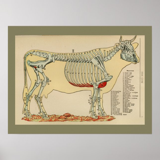 1917 Vintage Cow Skeletal Anatomy Chart (Front)