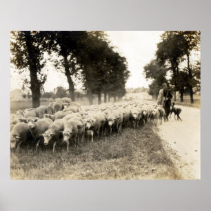 1921 French Shepherd Poster