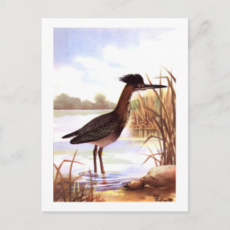 1926 Vintage TODHUNTER BIRDS "GREEN HERON" signed Postcard