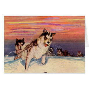 1940s Siberian husky sled dogs doing their thing