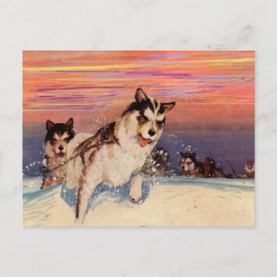1940s Siberian husky sled dogs doing their thing Postcard