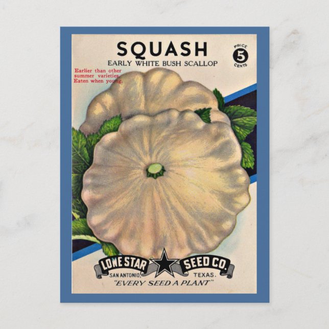  1950s seed packet white squash postcard (Front)