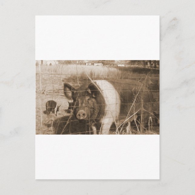 1960s Pig Postcard (Front)