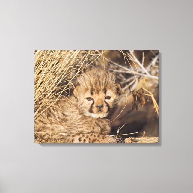 19 days old male cub. Namibia Canvas Print (Front)