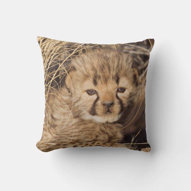 19 days old male cub. Namibia Cushion (Front)