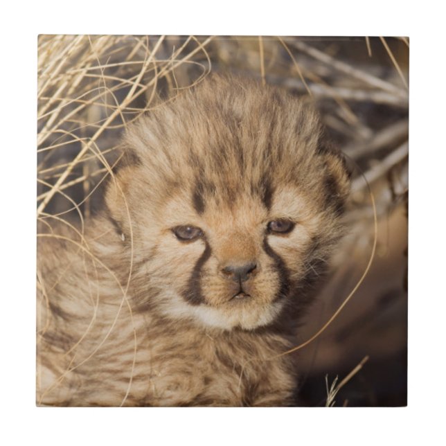 19 days old male cub. Namibia Tile (Front)