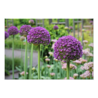 19"x13" Allium Photo Print
