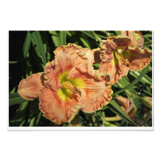 19"x13" Daylilies Photo Print