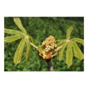 19"x13" Horse Chestnut Leaves Photo Print