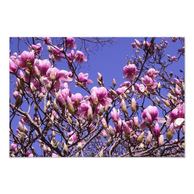 19"x13" Pink Magnolia Photo Print (Front)