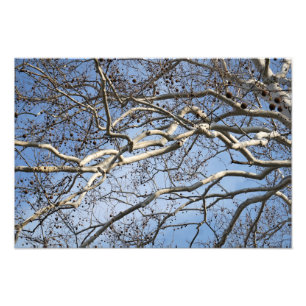 19"x13" Sycamore Branches Photo Print