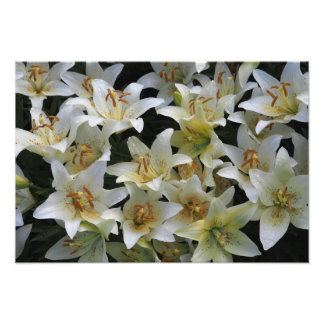 19"x13" White Lilies Photo Print