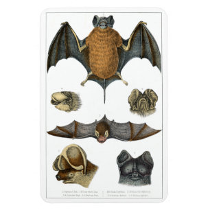 19th C. Bat Print Magnet
