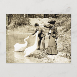 19th C. Swans in Paris Postcard