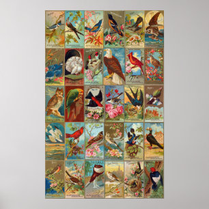 19th Century Birds of America Illustrations Poster