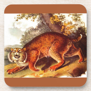 19th century bobcat print coaster