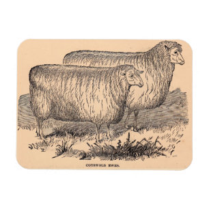 19th century Cotswold ewes Magnet