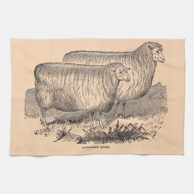 19th century Cotswold ewes print Tea Towel (Horizontal)