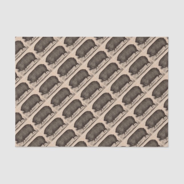 19th century farm animal print Berkshire sow no.2 Tissue Paper (Front)