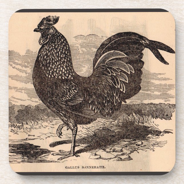 19th century Gallus Sonneratii rooster print Coaster (Front)
