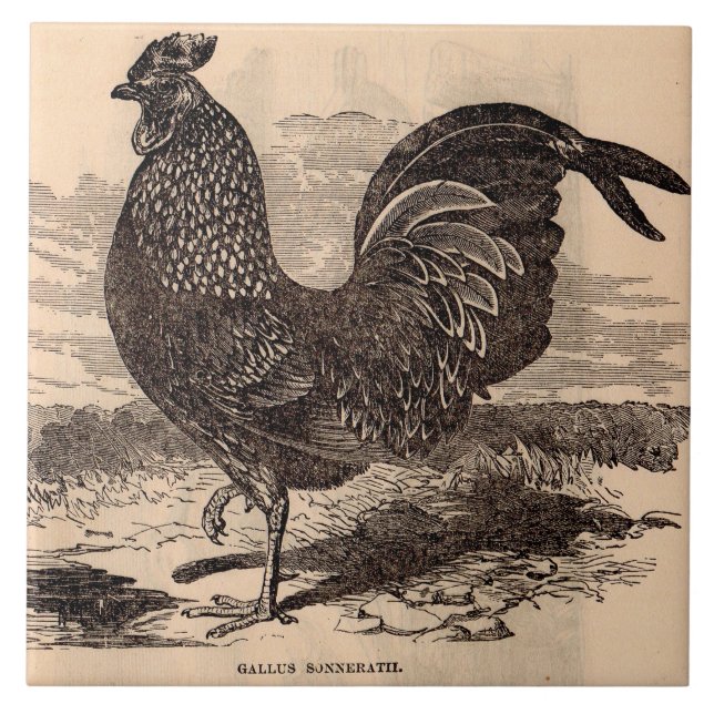 19th century Gallus Sonneratii rooster print Tile (Front)