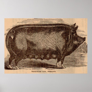 19th century pig print Berkshire sow no. 1