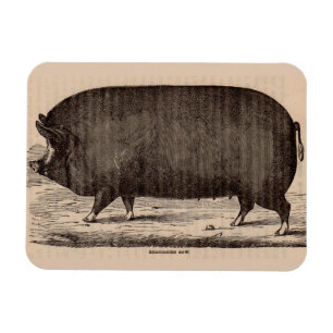 19th century pig print Berkshire sow no. 2 Magnet