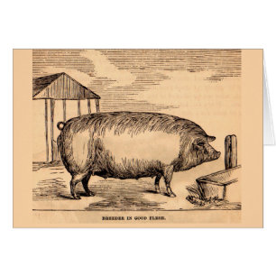 19th century pig print ‘Breeder in Good Flesh’