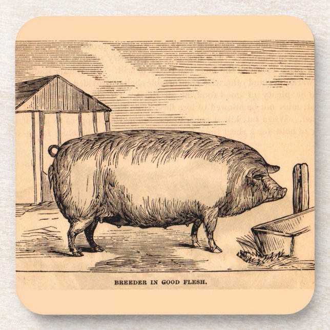 19th century pig print ‘Breeder in Good Flesh’ Coaster (Front)
