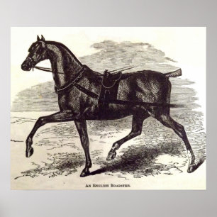 19th century print An English Roadster horse