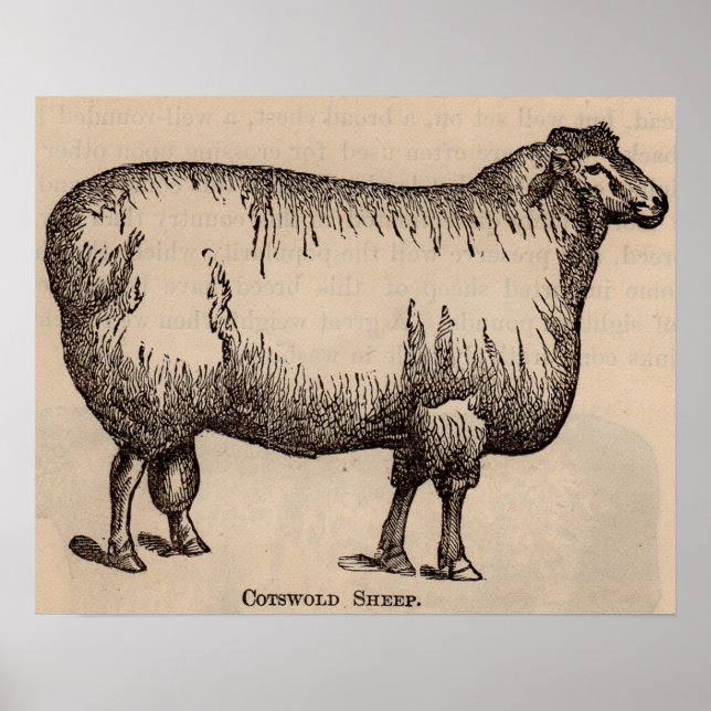 19th century print Cotswold sheep (Front)
