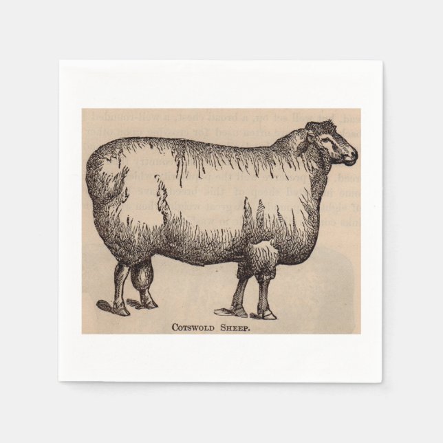 19th century print Cotswold sheep Napkin (Front)