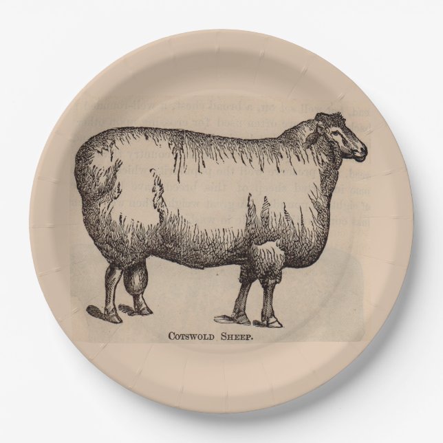 19th century print Cotswold sheep Paper Plate (Front)