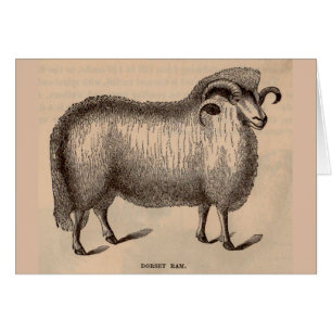 19th century print Dorset ram