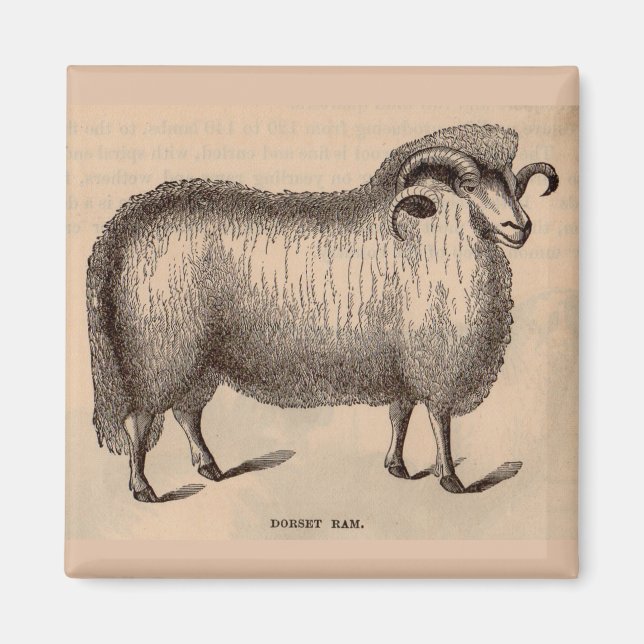 19th century print Dorset ram Magnet (Front)