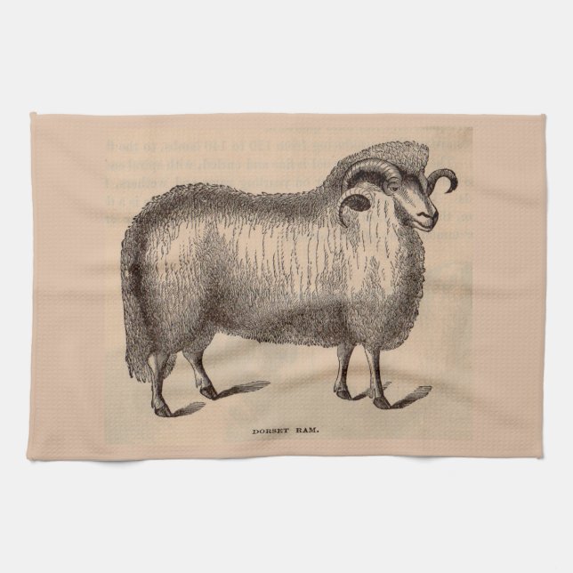 19th century print Dorset ram Tea Towel (Horizontal)