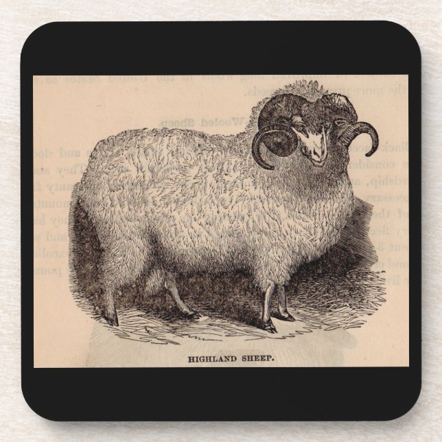 19th century print Highland sheep Coaster (Front)